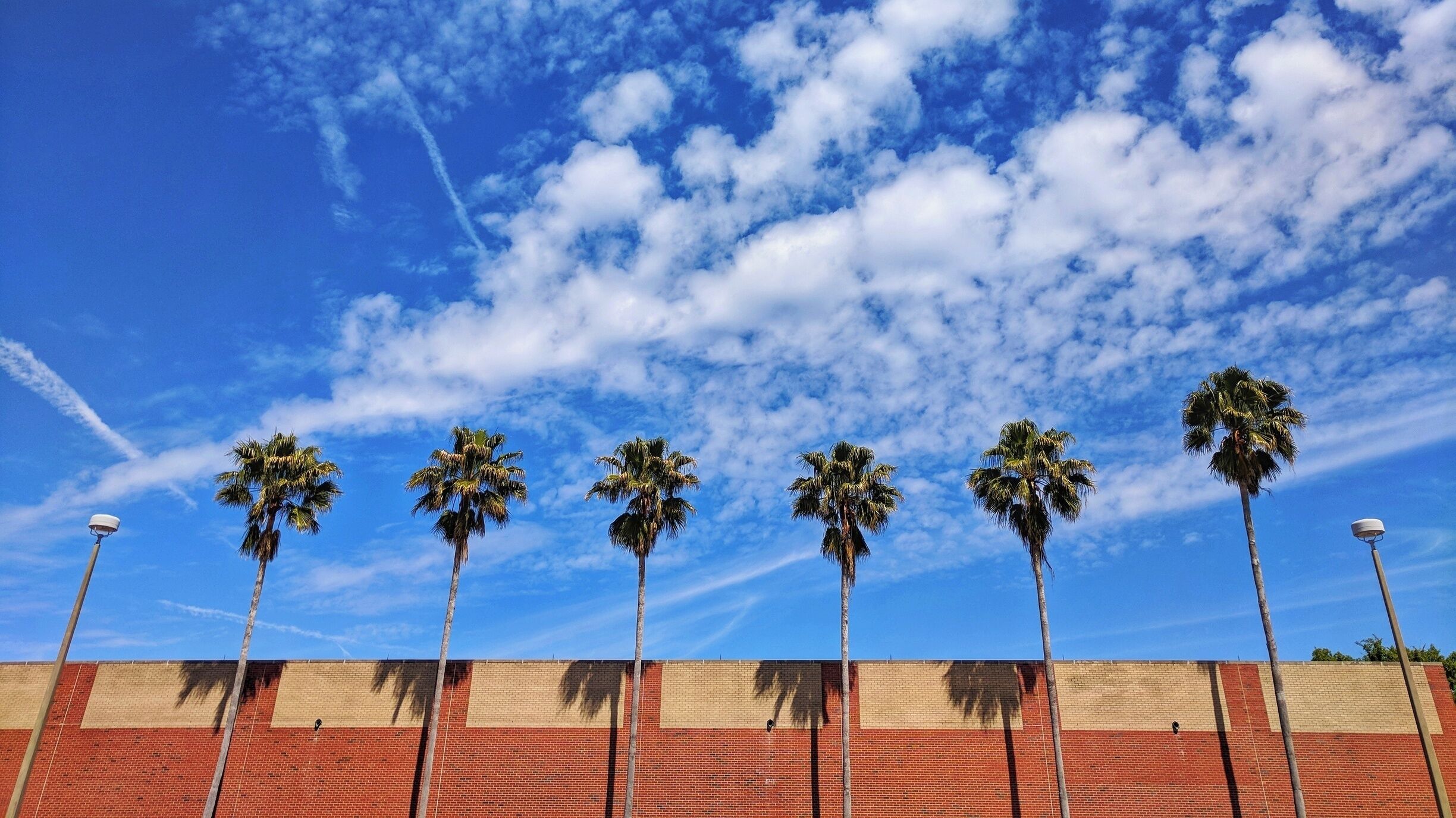 Palm trees outside SW Rec Center.