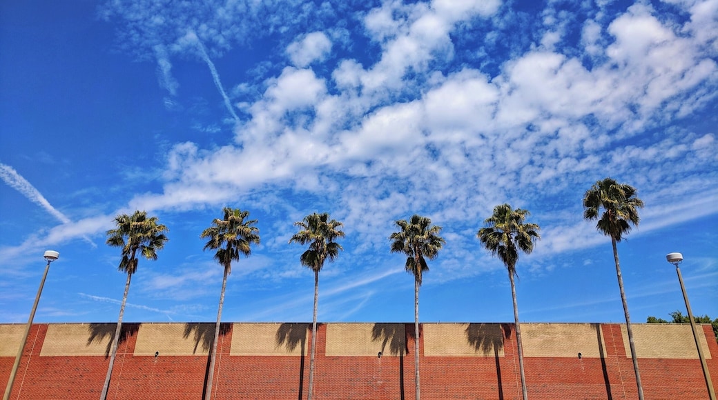 Palm trees outside SW Rec Center.