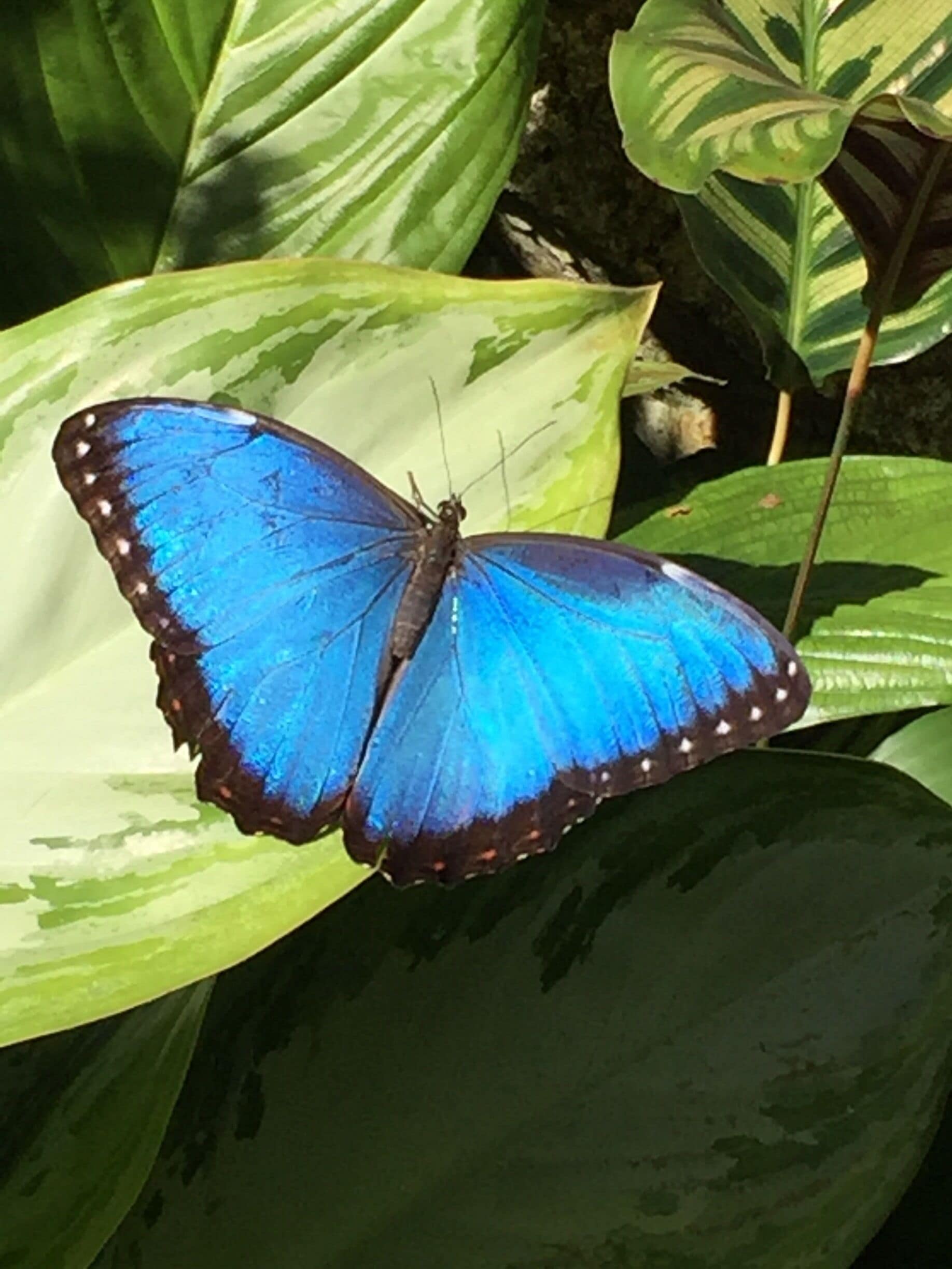 The largest collection of Morph butterflies I have seen. My favorite! Saw them in the Amazon jungles. 