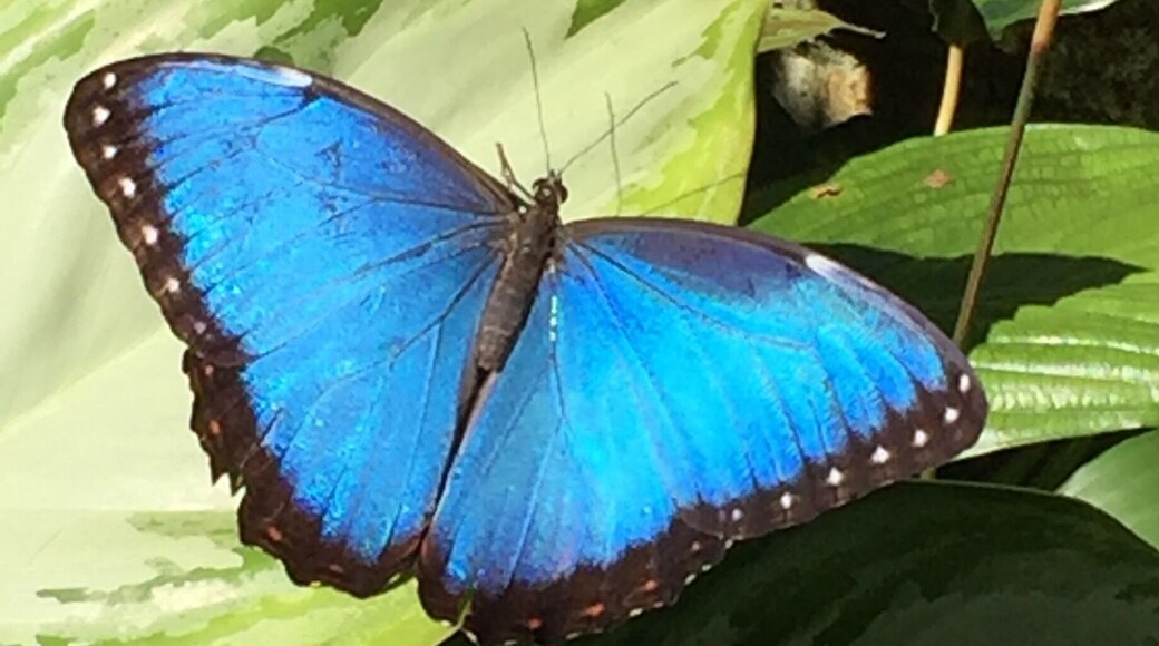 The largest collection of Morph butterflies I have seen. My favorite! Saw them in the Amazon jungles.