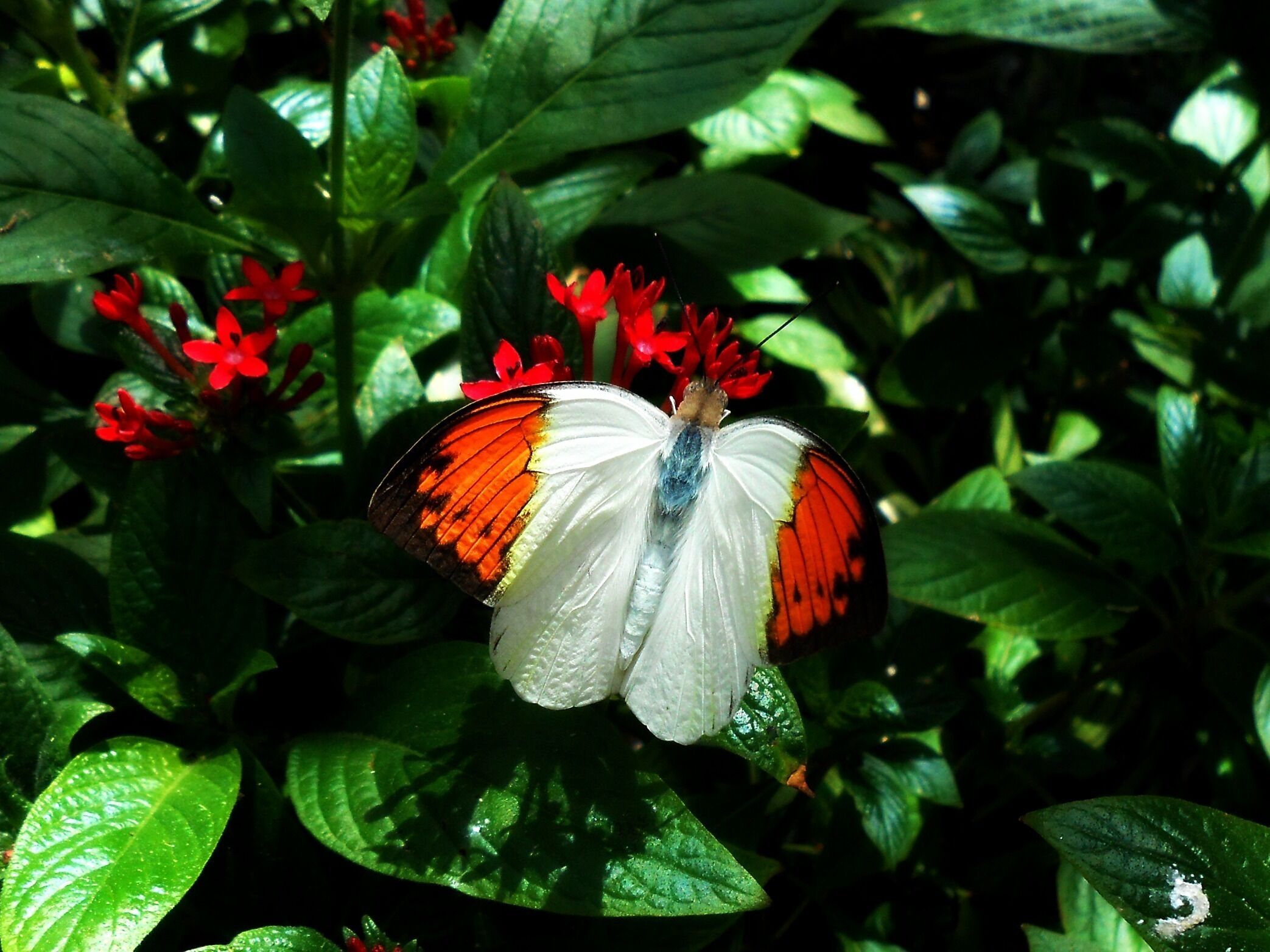 Be sure to catch the live butterfly releases that are held several times a day. So many beautiful and friendly butterflies to meet. A wonderful experience. #Colorful