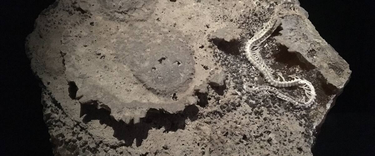 The Florida Museum of Natural History has an amazing osteological and fossil collection