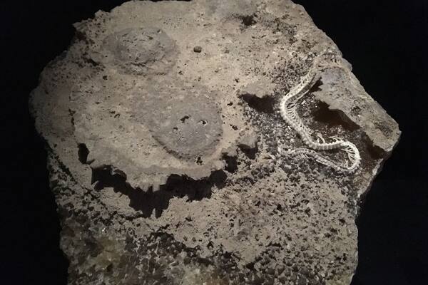 The Florida Museum of Natural History has an amazing osteological and fossil collection