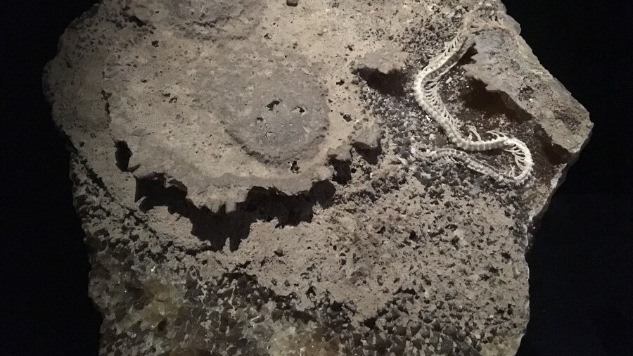 The Florida Museum of Natural History has an amazing osteological and fossil collection