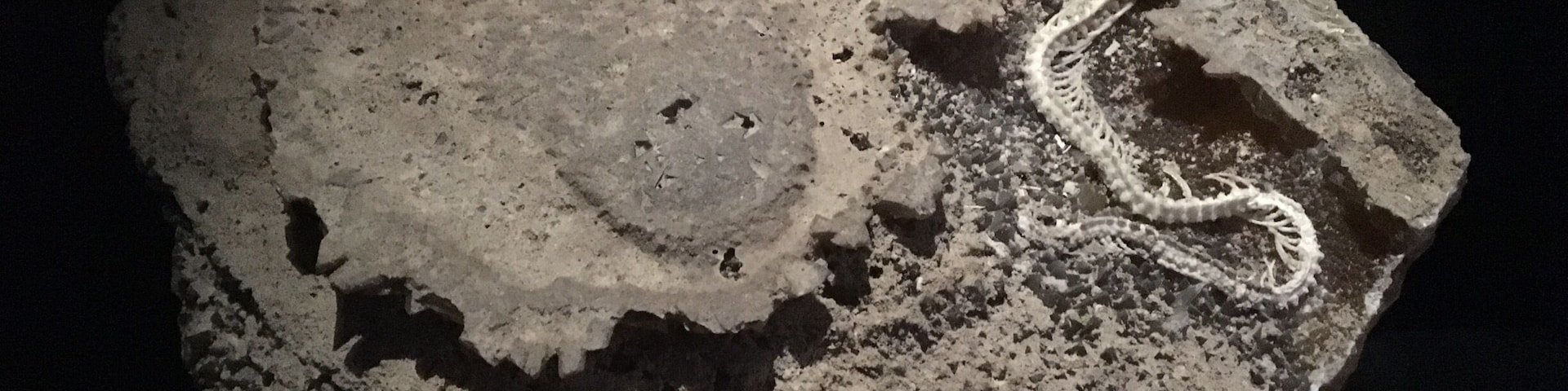 The Florida Museum of Natural History has an amazing osteological and fossil collection