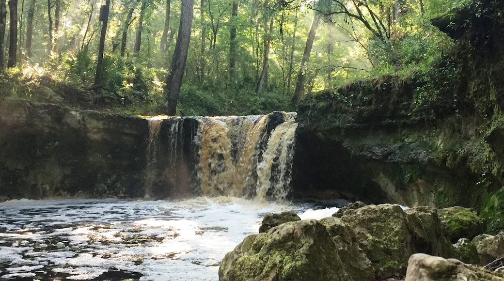 You will not find many waterfalls in Florida. I discovered Falling Creek Falls early one morning near Lake City. Take a quick detour from I-10 to see a root-beer-colored cascade, which plummets more than 10 feet over a deep lip of limestone and flows away over limestone boulders at the bottom of a ravine. Falling Creek Falls was the site of the first settlement in this area, and a short boardwalk trail offers easy access to this scenic view.