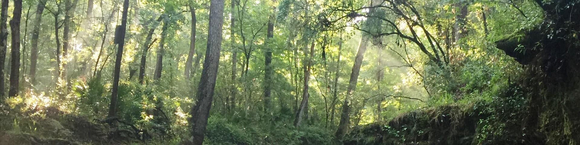 You will not find many waterfalls in Florida. I discovered Falling Creek Falls early one morning near Lake City. Take a quick detour from I-10 to see a root-beer-colored cascade, which plummets more than 10 feet over a deep lip of limestone and flows away over limestone boulders at the bottom of a ravine. Falling Creek Falls was the site of the first settlement in this area, and a short boardwalk trail offers easy access to this scenic view.