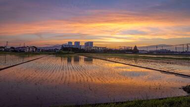 A sunset over a rice paddy field with buildings in the background.