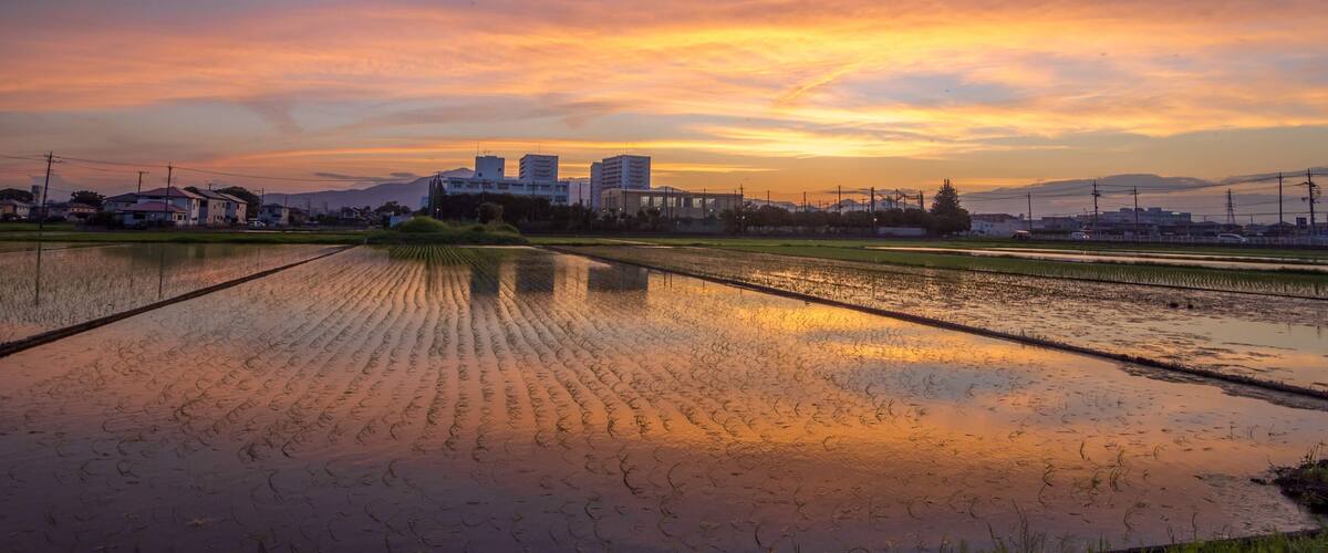 A sunset over a rice paddy field with buildings in the background.