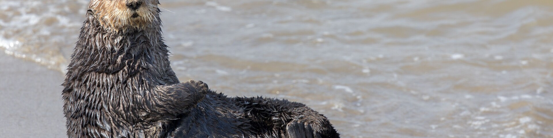 Una nutria mojada sentada en una playa arenosa, con olas al fondo.