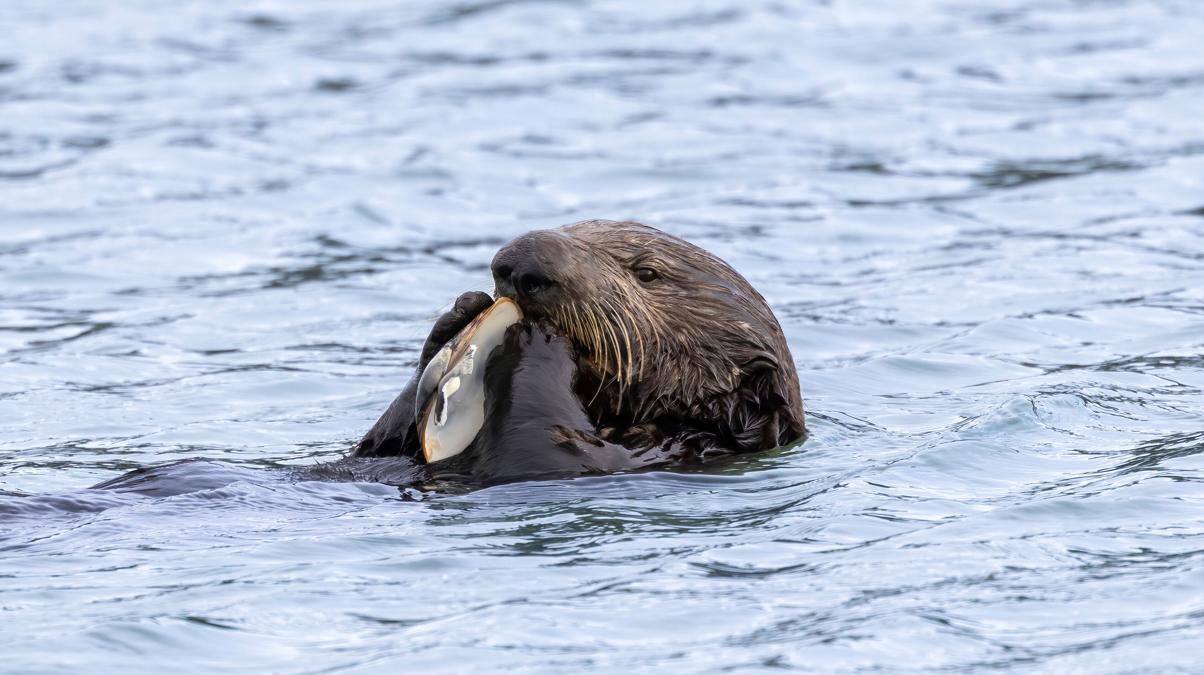 An otter holding a fish in its mouth.