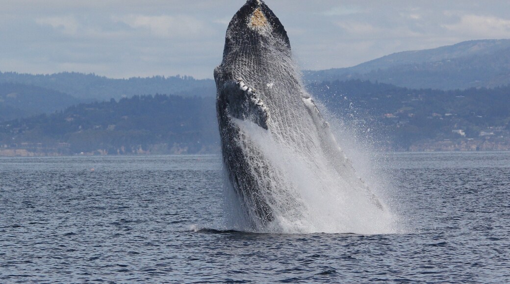 Sanctuary Whale Watch Cruises. Went out on Monday June 1, 2015 and got lucky to see this big humpback whale breach (AND also get a photo!). While the whales are not feeding as frenzied as the past couple of summers, they are still plentiful. Keep your eye on the news as the summer progresses. Sometimes the whales come in close to shore here as the 'canyon' that runs through the bottom of the Monterey Bay nearly hits the shore here. https://www.sanctuarycruises.com/
