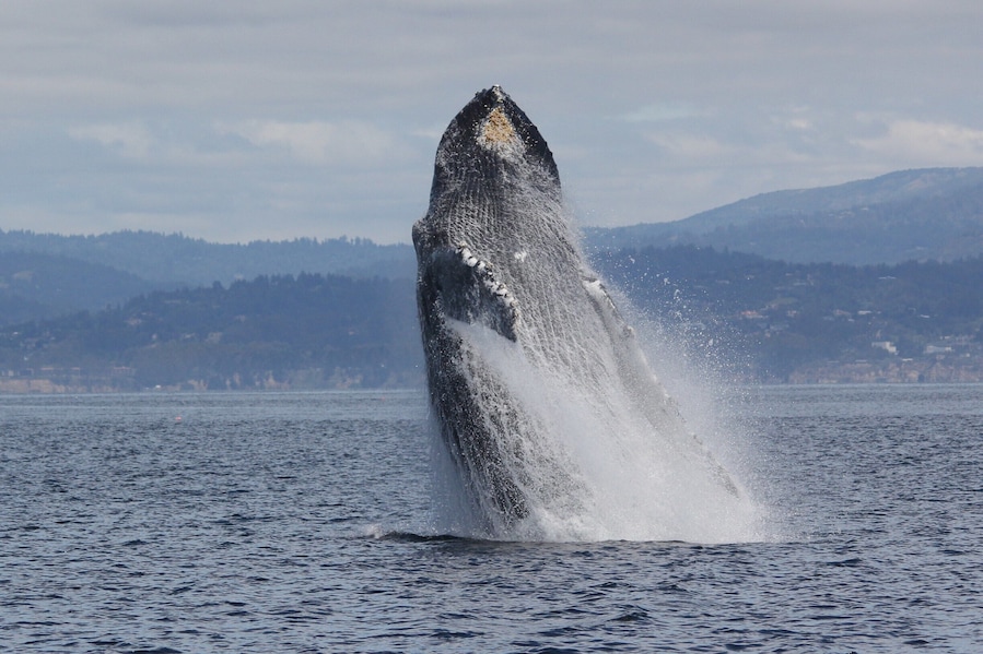 Sanctuary Whale Watch Cruises. Went out on Monday June 1, 2015 and got lucky to see this big humpback whale breach (AND also get a photo!). While the whales are not feeding as frenzied as the past couple of summers, they are still plentiful. Keep your eye on the news as the summer progresses. Sometimes the whales come in close to shore here as the 'canyon' that runs through the bottom of the Monterey Bay nearly hits the shore here. https://www.sanctuarycruises.com/