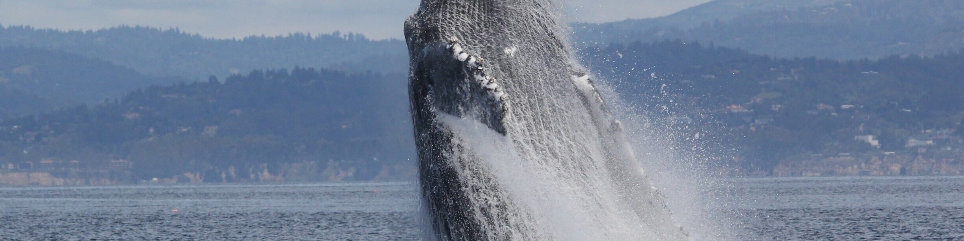 Sanctuary Whale Watch Cruises. Went out on Monday June 1, 2015 and got lucky to see this big humpback whale breach (AND also get a photo!). While the whales are not feeding as frenzied as the past couple of summers, they are still plentiful. Keep your eye on the news as the summer progresses. Sometimes the whales come in close to shore here as the 'canyon' that runs through the bottom of the Monterey Bay nearly hits the shore here. https://www.sanctuarycruises.com/