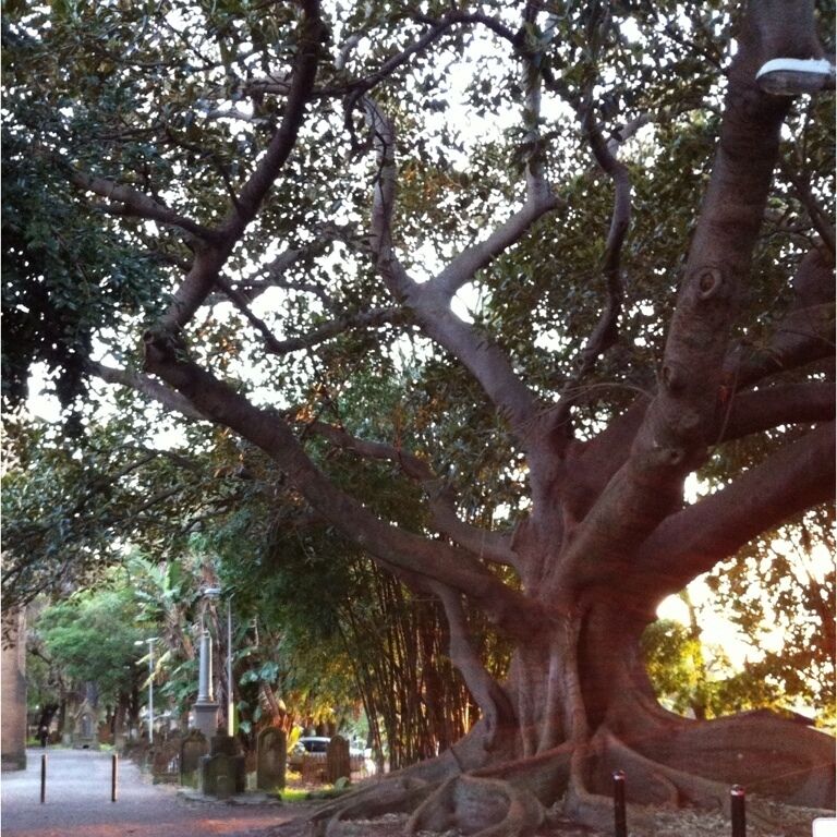 200 yo Moreton Bay Fig Tree in the church grounds