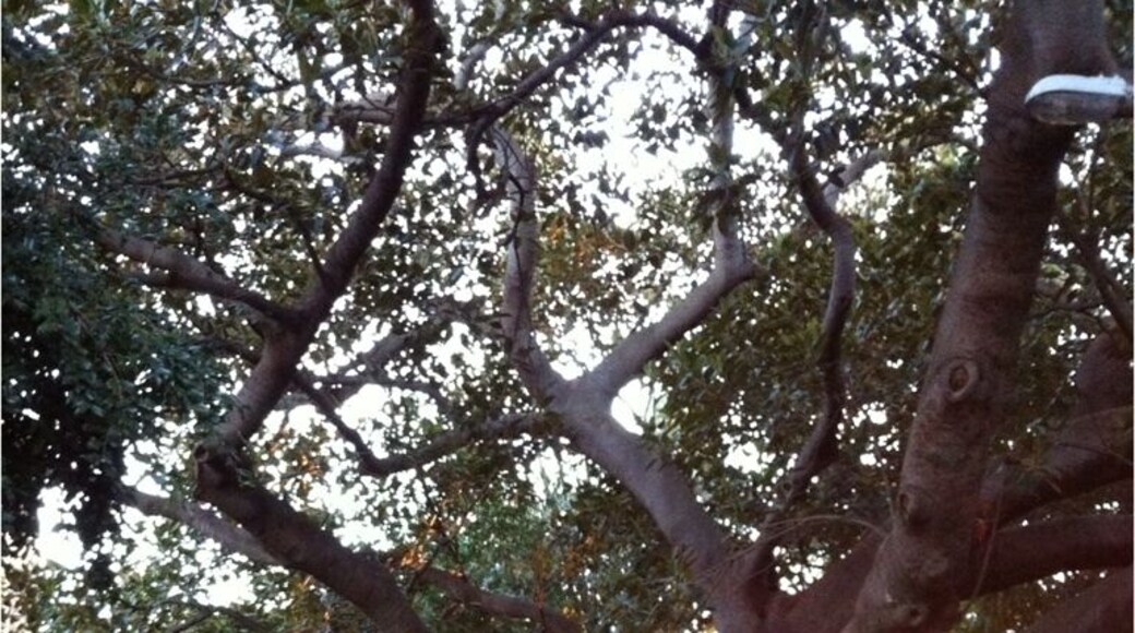200 yo Moreton Bay Fig Tree in the church grounds