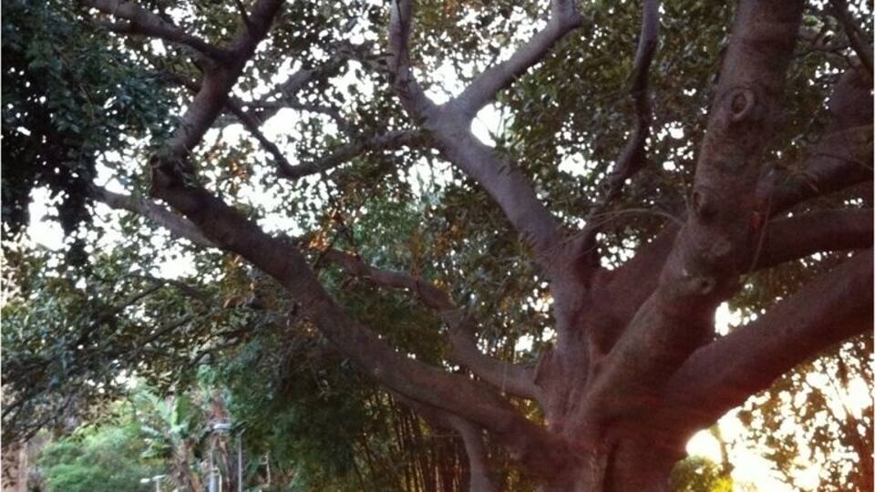 200 yo Moreton Bay Fig Tree in the church grounds