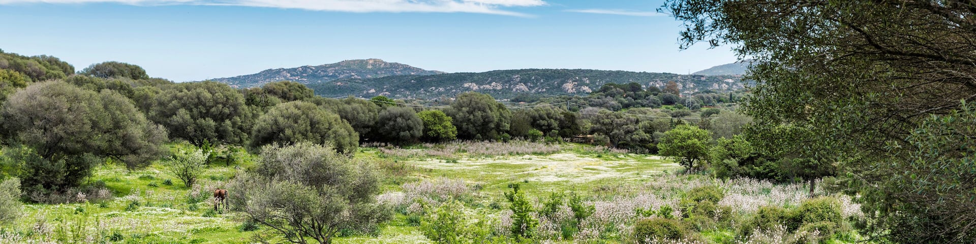 Sardinia landscape with a horse in the field