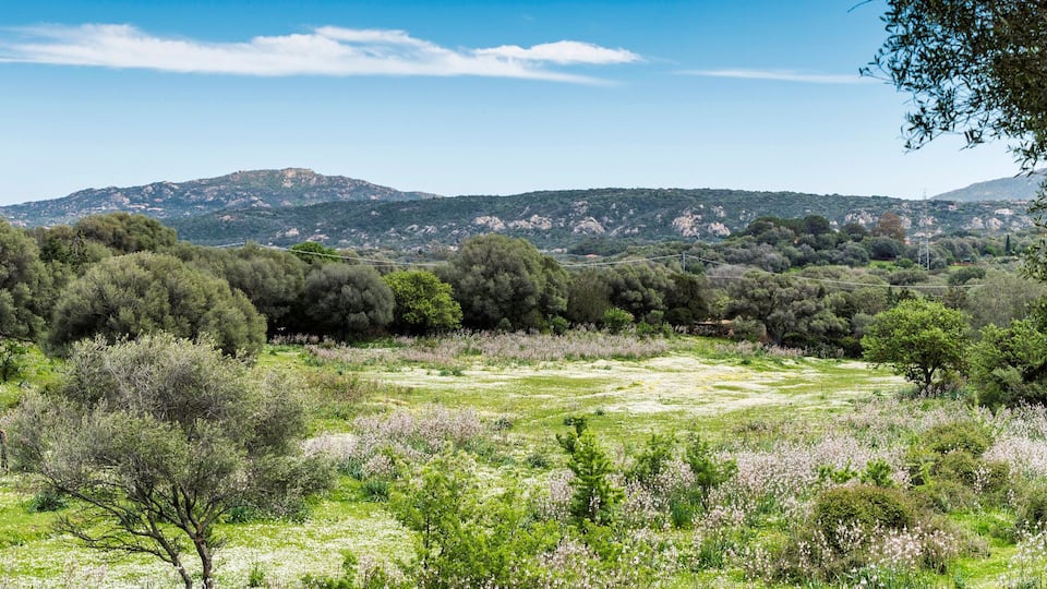 A lush green landscape with a mountain in the background.