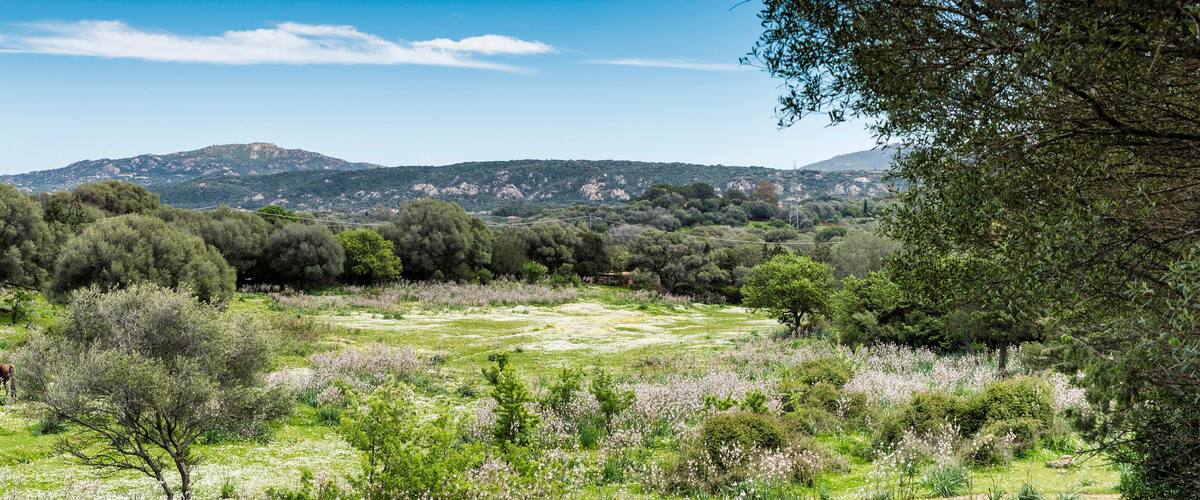 A lush green landscape with a mountain in the background.