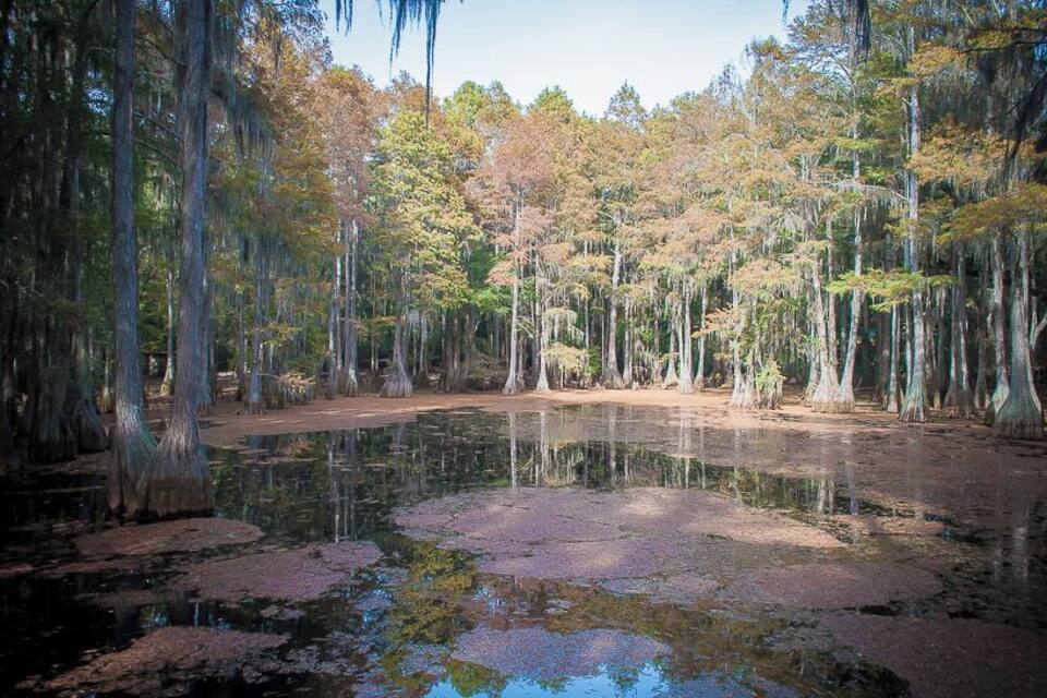 A swampy area with water lilies, tall trees, and Spanish moss hanging from the branches.