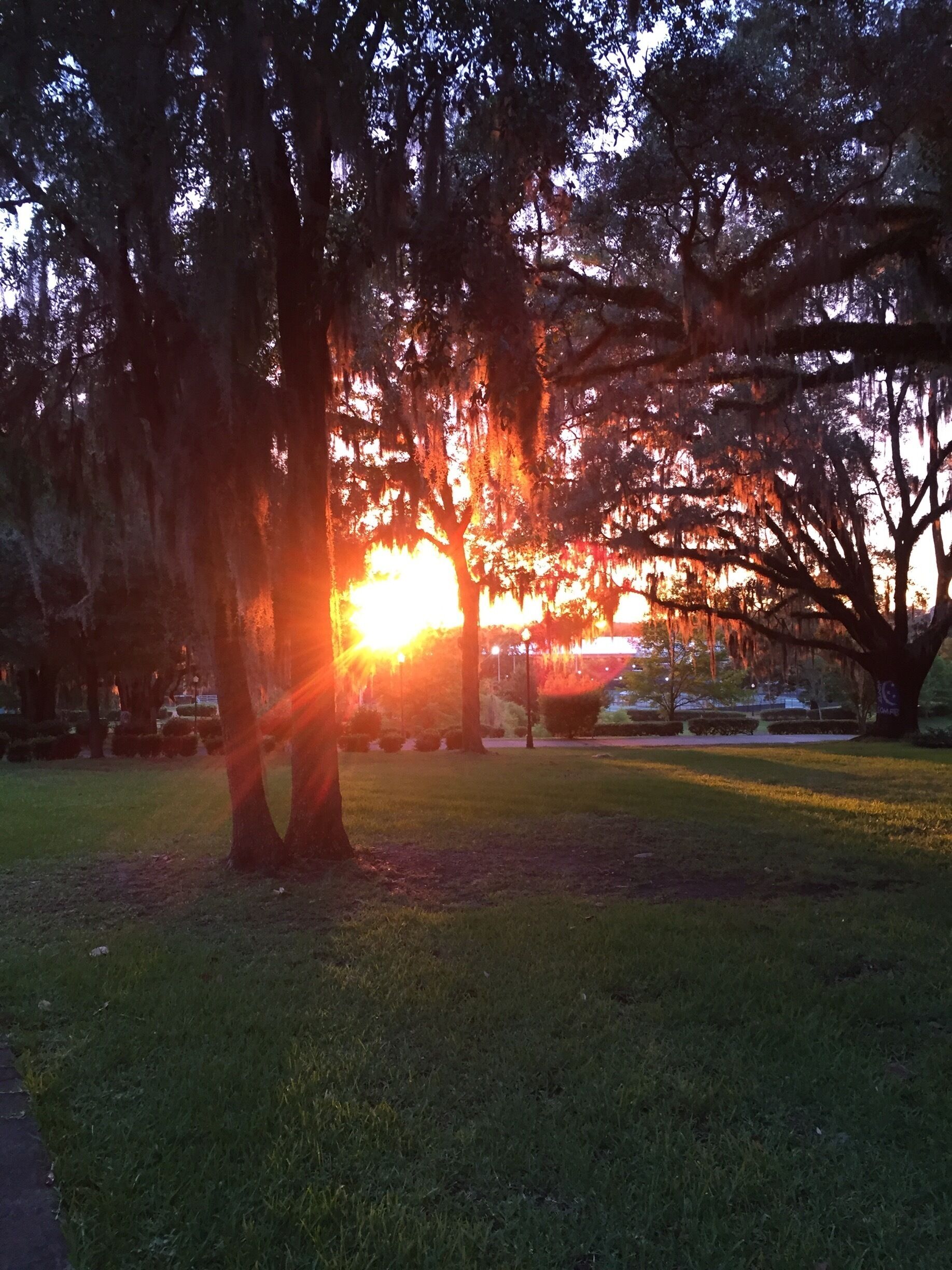 I used to be so creeped out by the Spanish moss hanging from these grand, old trees. Such a beautiful southern thing...