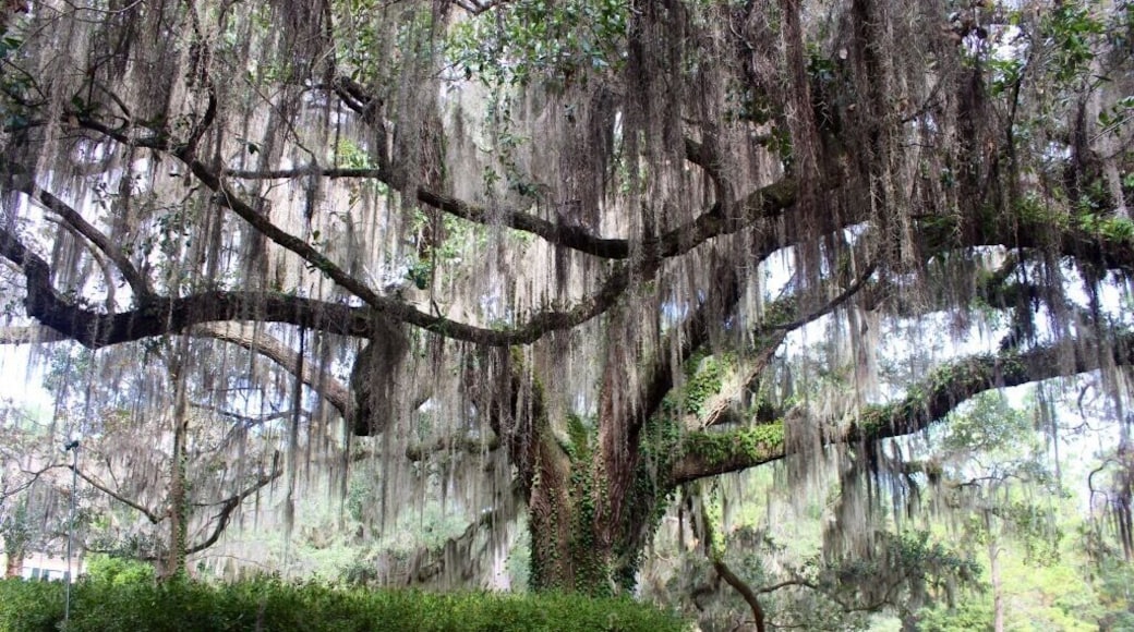 This view of the walk way just took my breath away. Its beautiful!