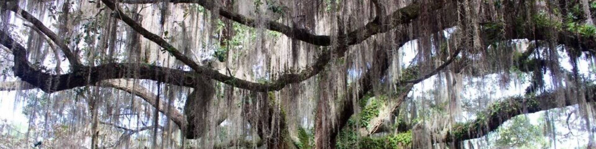 This view of the walk way just took my breath away. Its beautiful!