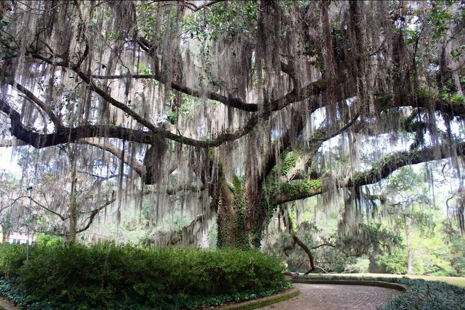 A large tree with Spanish moss, surrounded by lush greenery and a brick pathway.