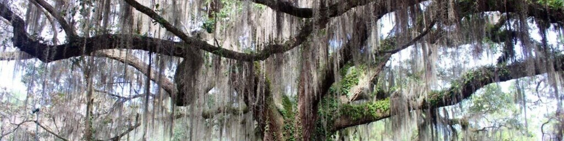This view of the walk way just took my breath away. Its beautiful!