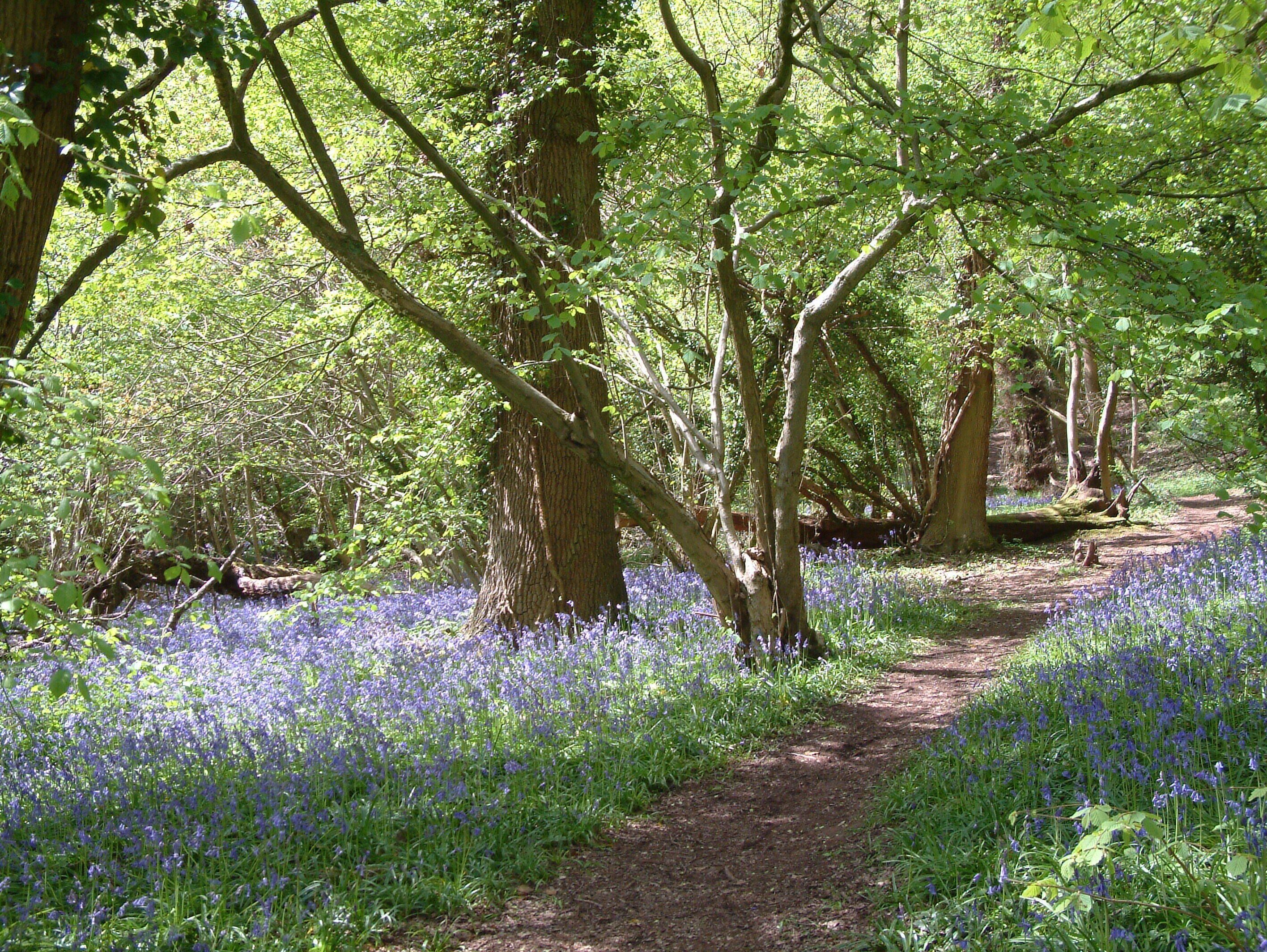 Bluebells by the path