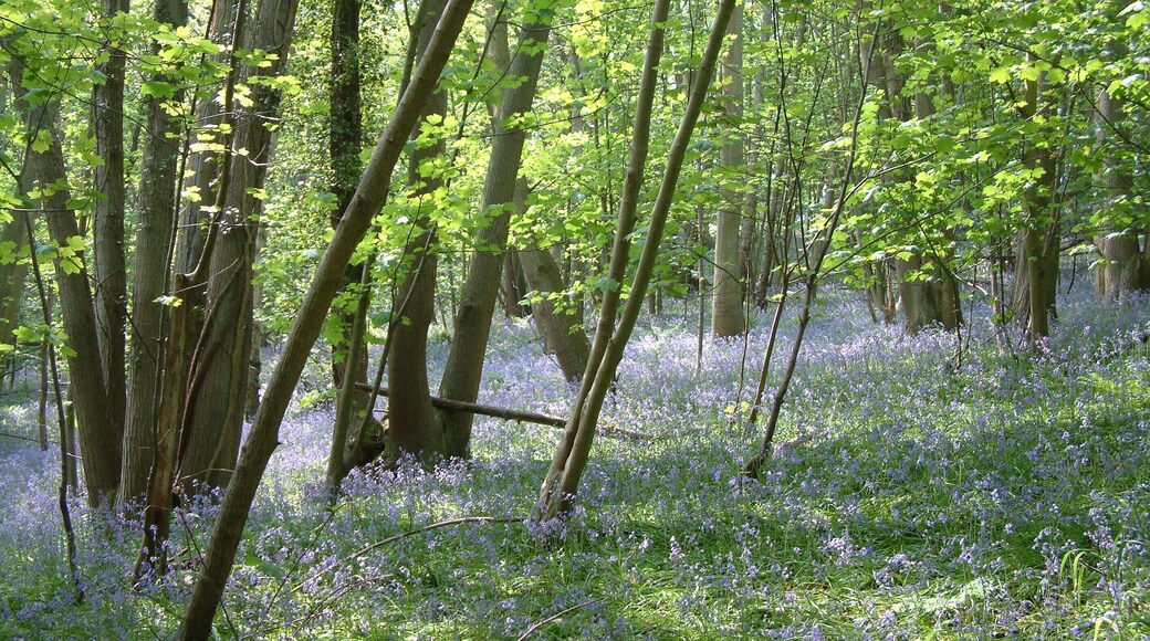 Mill Lane Bluebells, Portbury