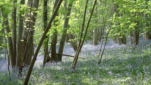 Mill Lane Bluebells, Portbury
