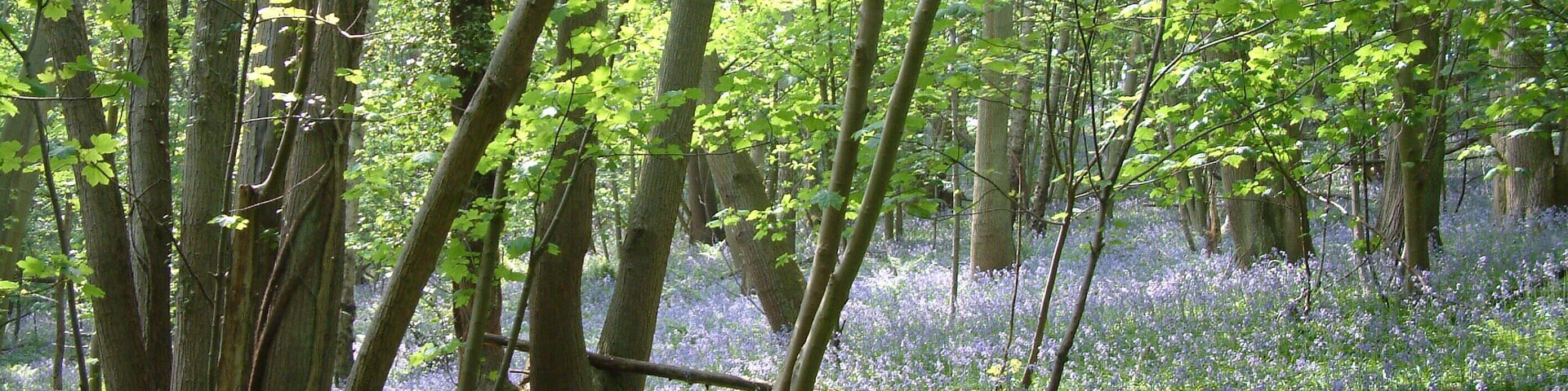 Mill Lane Bluebells, Portbury