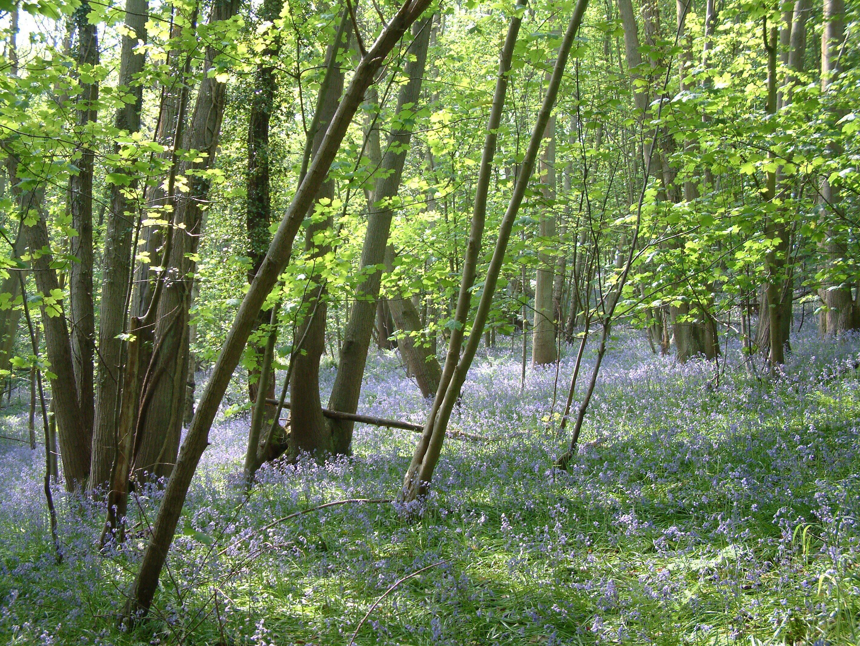 A forest with tall trees and a carpet of purple flowers.