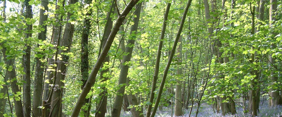 A forest with tall trees and a carpet of purple flowers.