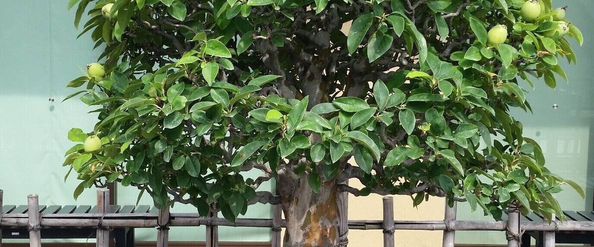 This museum has a ton of bonsai trees! Unfortunately we were only allowed to take pictures of a few. One (that we weren't allowed to photograph) was even shaped like a dragon! If you're intrigued by bonsai at all, this museum is definitely worth a look!