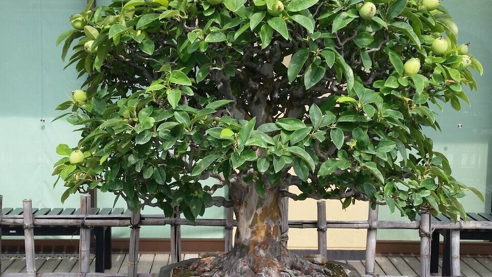 Un bonsái con un tronco grueso y hojas verdes frondosas, colocado en una maceta decorativa.
