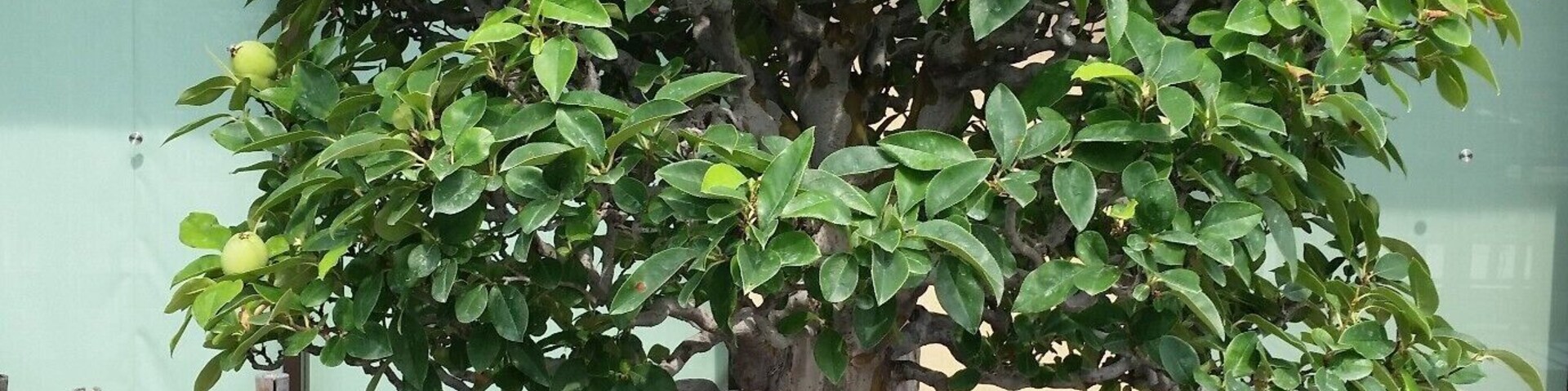 This museum has a ton of bonsai trees! Unfortunately we were only allowed to take pictures of a few. One (that we weren't allowed to photograph) was even shaped like a dragon! If you're intrigued by bonsai at all, this museum is definitely worth a look!