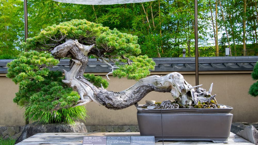 A bonsai tree with a twisted trunk and lush green foliage, displayed in a pot on a wooden platform with a sign in front.
