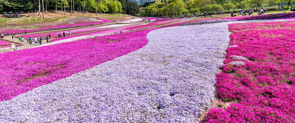 A park with rows of purple and pink flowers, a mountain in the background, and people walking.