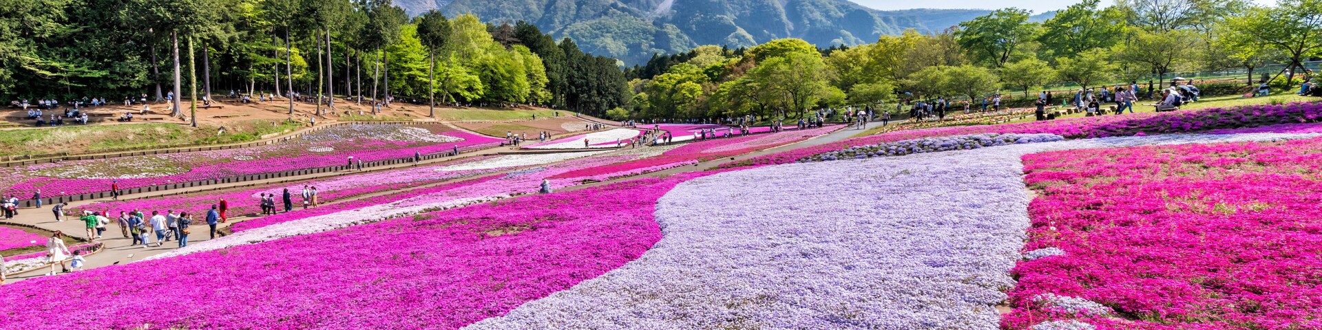 A park with rows of purple and pink flowers, a mountain in the background, and people walking.