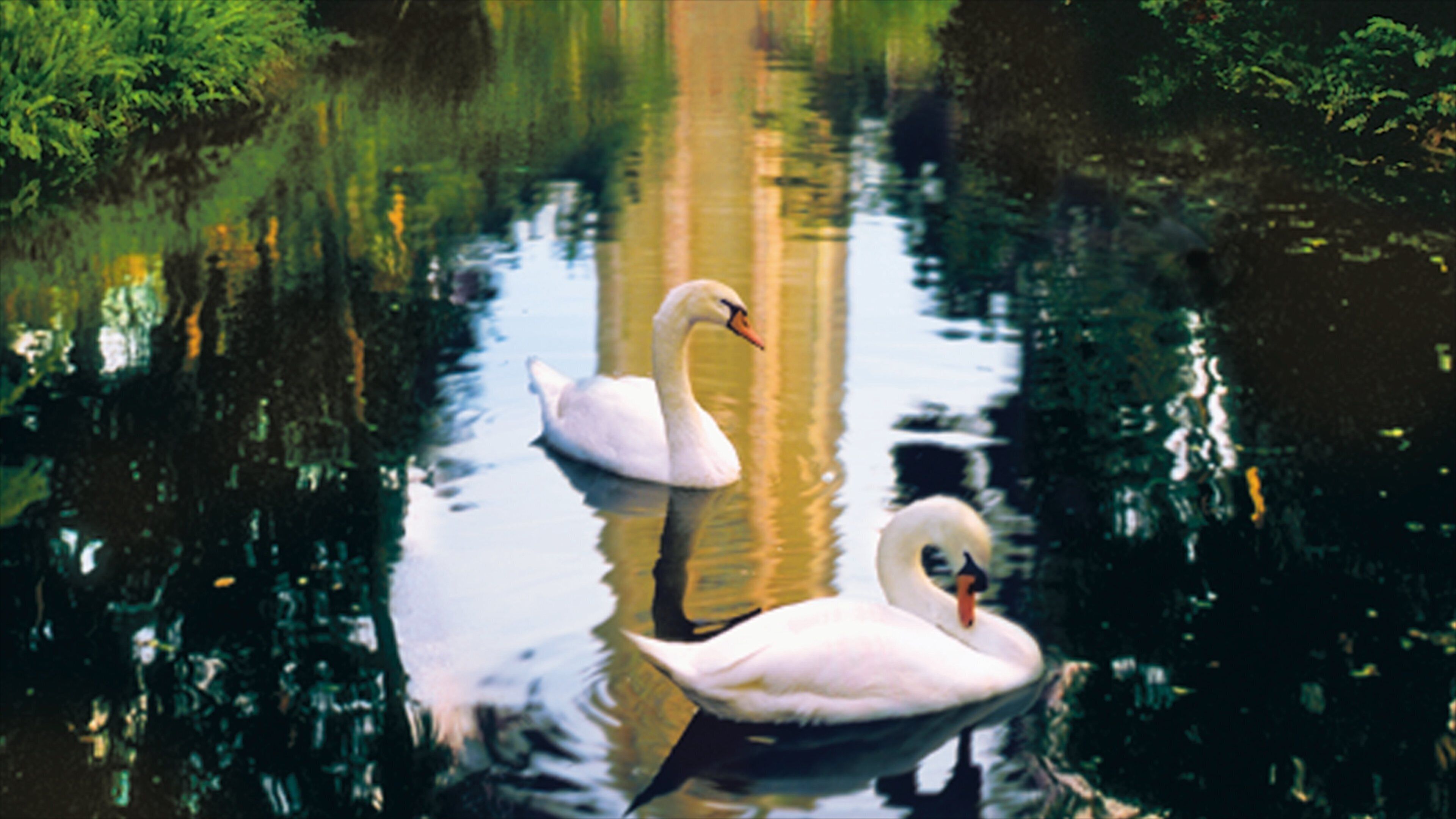 Lakeland - Winter Haven welches beinhaltet See oder Wasserstelle und Vögel