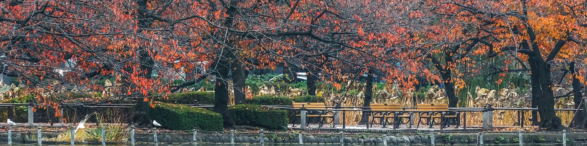 A park with autumn trees, a pond, and benches.