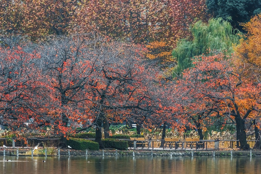 A park with autumn trees, a pond, and benches.