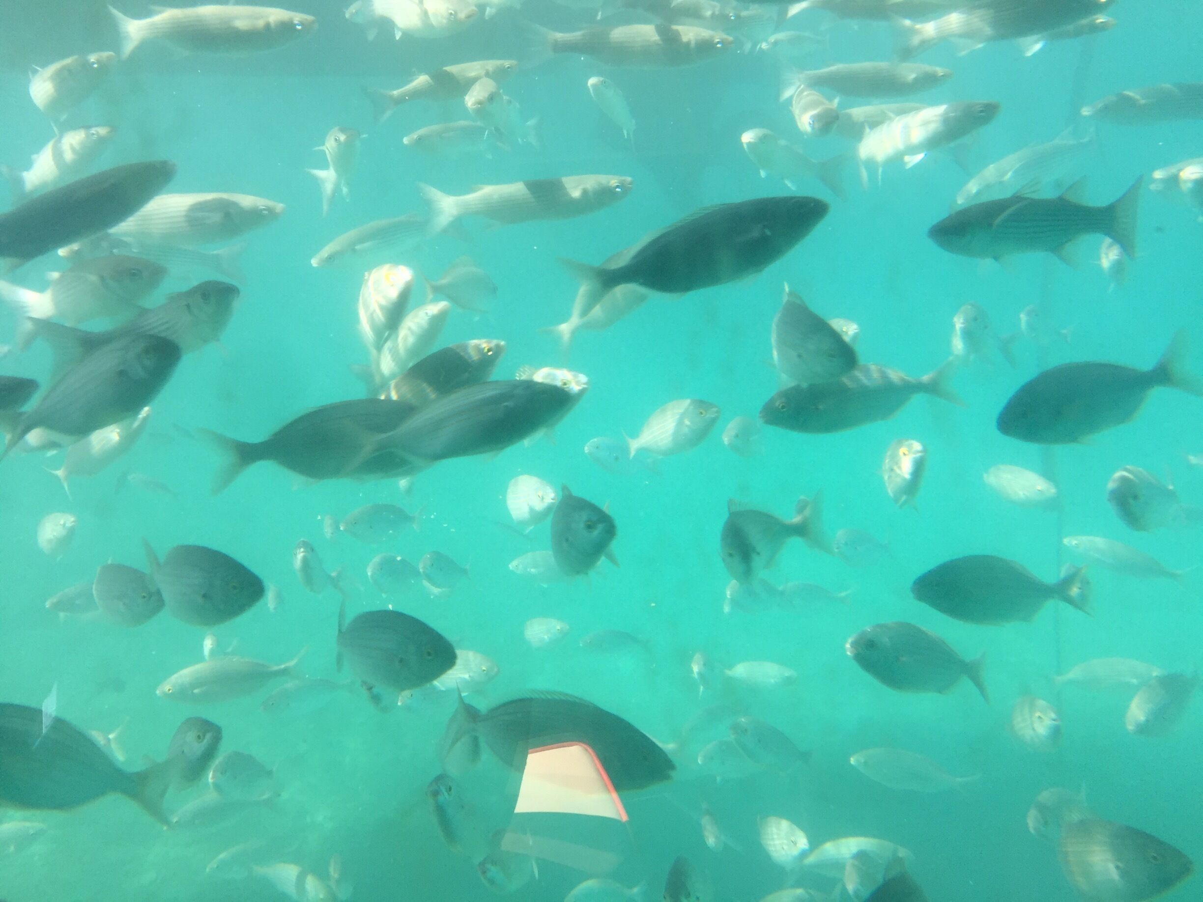 Who's living in the harbour? Supetar, Brac, Croatia.