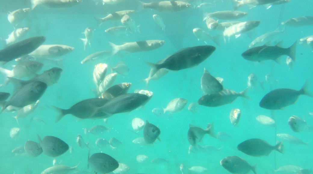 Who's living in the harbour? Supetar, Brac, Croatia.