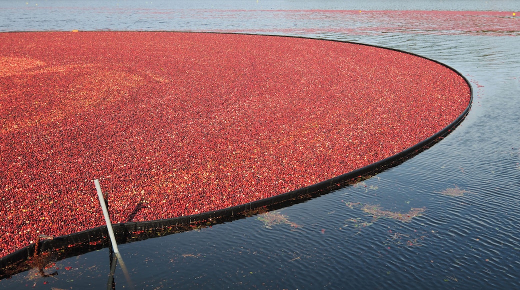 Red floating cranberries are enclosed by a boom in a shallow bog as they await harvest.