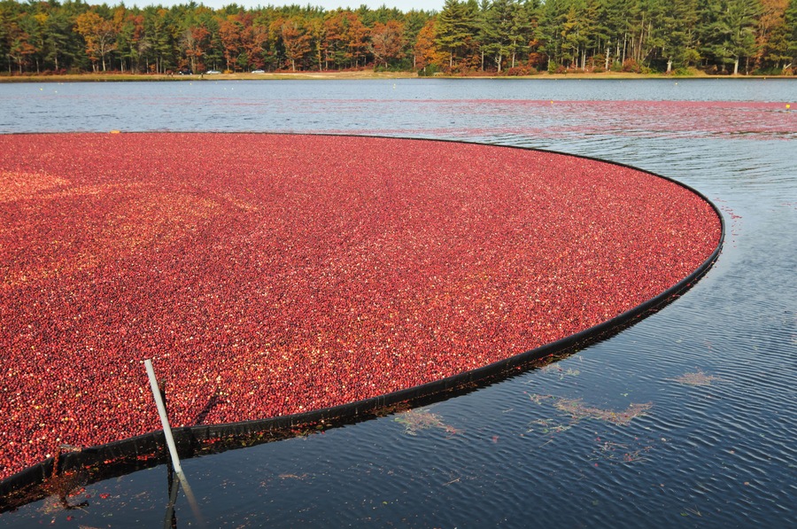 Red floating cranberries are enclosed by a boom in a shallow bog as they await harvest.