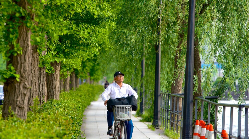 Marunouchi showing a garden and cycling as well as an individual male